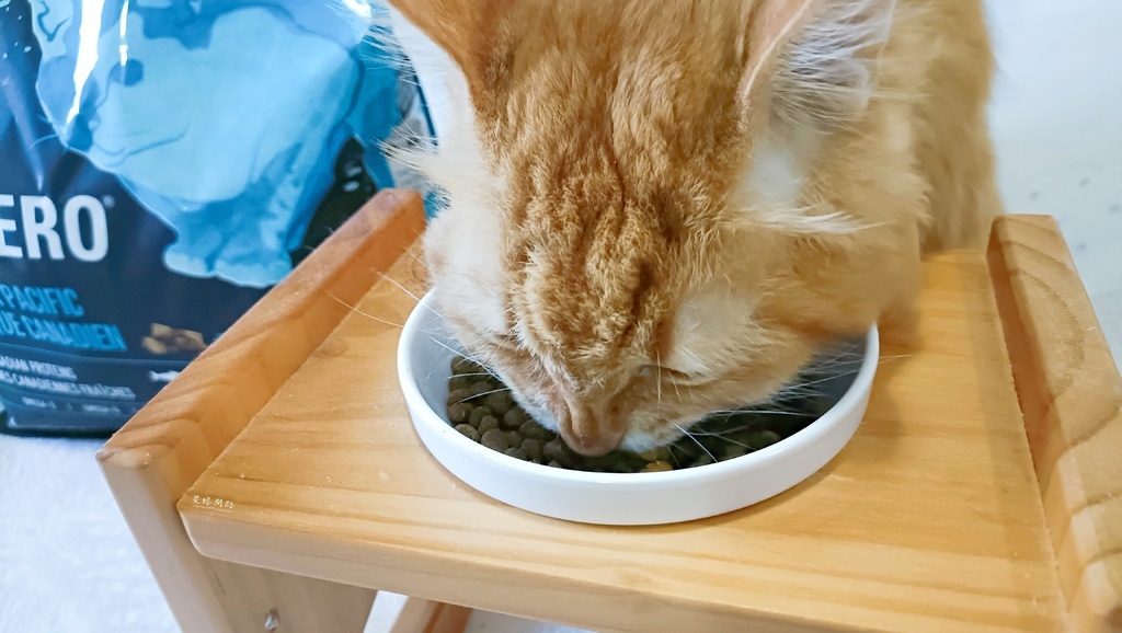 2025飼料推薦｜八犬寵物 Nutrience紐崔斯頂級黑鑽