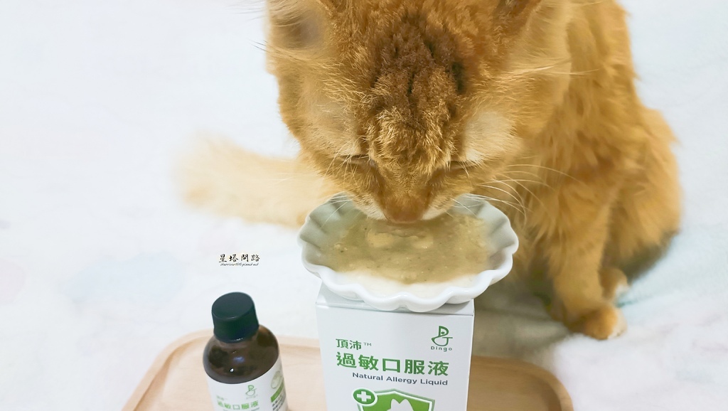 貓咪機能保健品推薦｜Dingo頂沛毛孩過敏口服液 評價、好用