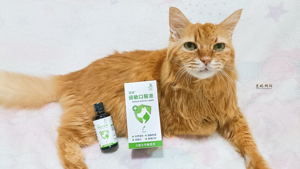 貓咪機能保健品推薦｜Dingo頂沛毛孩過敏口服液 評價、好用
