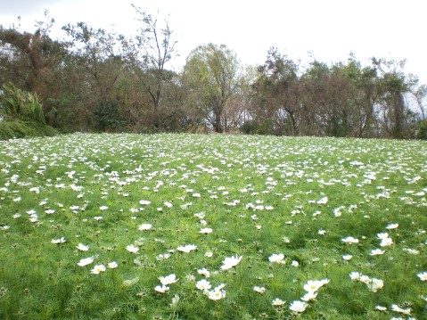 白波斯菊