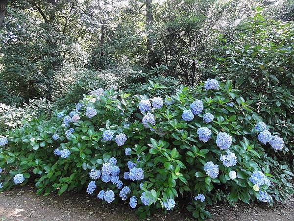 繡球花