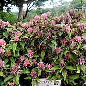 花叢 花叢