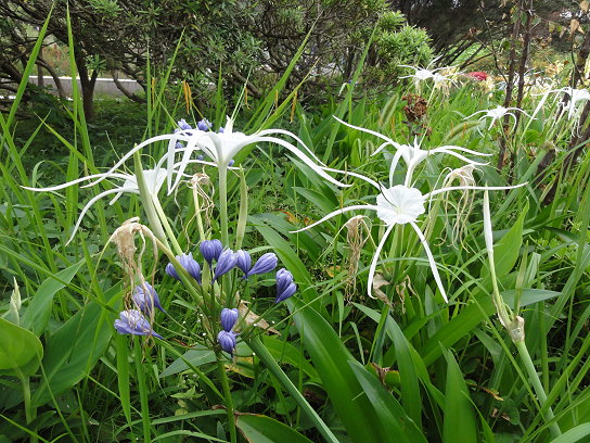 白花