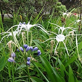 白花 白花