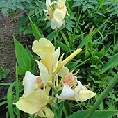 黃花 黃花