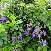 紫花 紫花