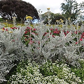 花與樹 花與樹