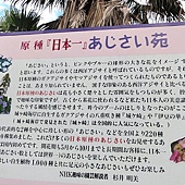繡球花苑 繡球花苑