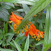 不知名的花 不知名的花