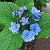 繡球花 繡球花