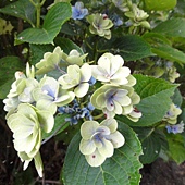 繡球花 繡球花