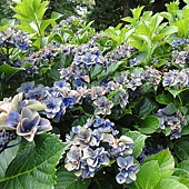 繡球花 繡球花