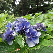 繡球花 繡球花