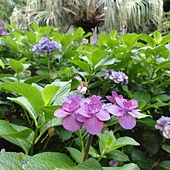 繡球花 繡球花