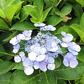 繡球花 繡球花
