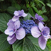 繡球花 繡球花