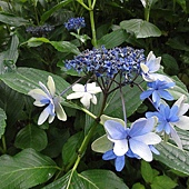 繡球花 繡球花