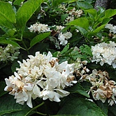 繡球花 繡球花