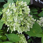 繡球花 繡球花