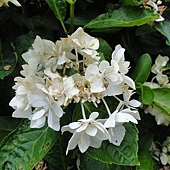繡球花 繡球花
