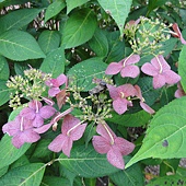 繡球花 繡球花