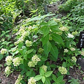 繡球花 繡球花
