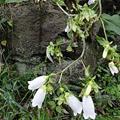 野花 野花