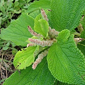 野花 野花