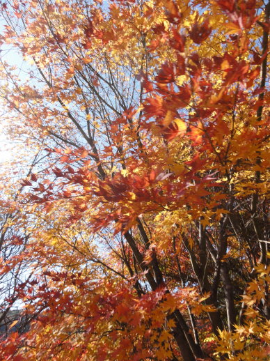 DSC08231.jpg DSC08231.jpg