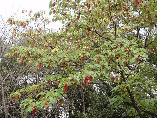 DSC09503 DSC09503