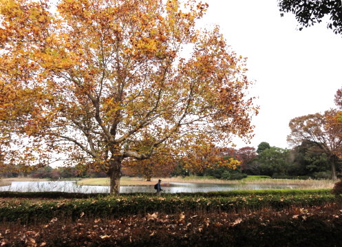 DSC09515 DSC09515
