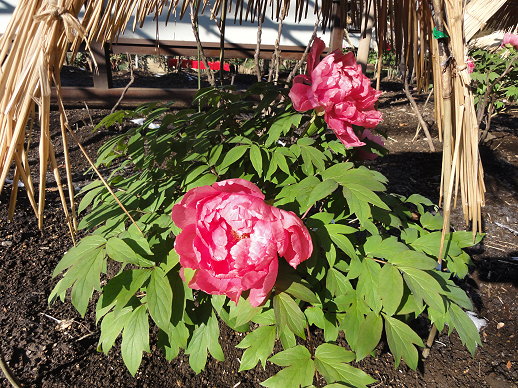 DSC00592 DSC00592