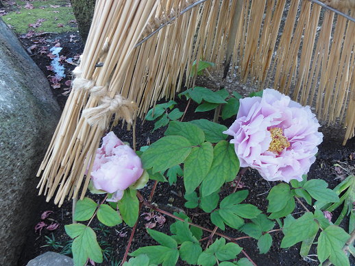 DSC00574 DSC00574
