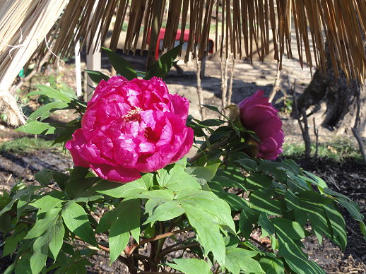 DSC00625 DSC00625