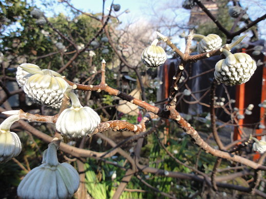 DSC00726 DSC00726