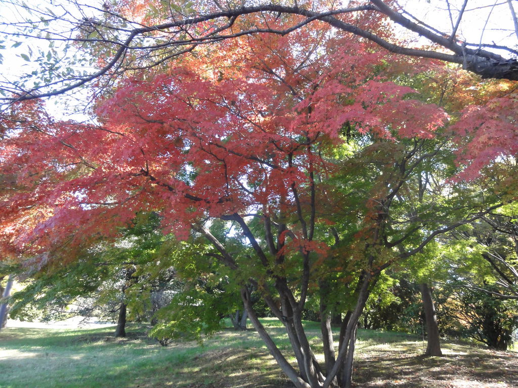 DSC04925 DSC04925