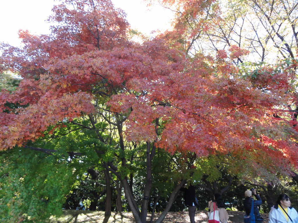 DSC04771 DSC04771