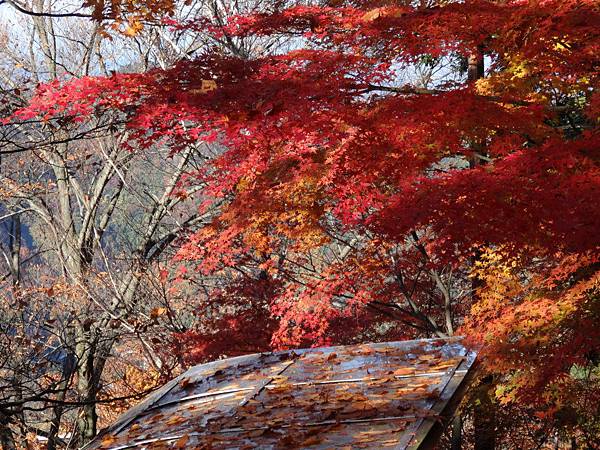 s高尾山50.JPG s高尾山50.JPG