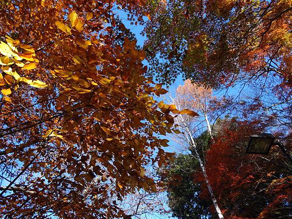 s高尾山60.JPG s高尾山60.JPG