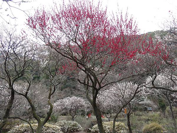 未命名 - 13.jpg 未命名 - 13.jpg