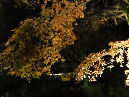 夜楓 夜楓