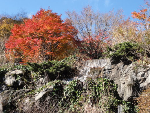秋 秋