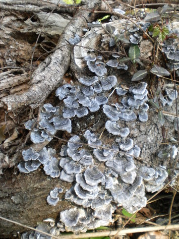 靈芝1 靈芝1