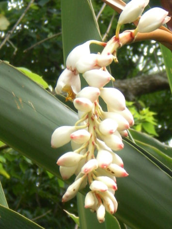 白花 白花