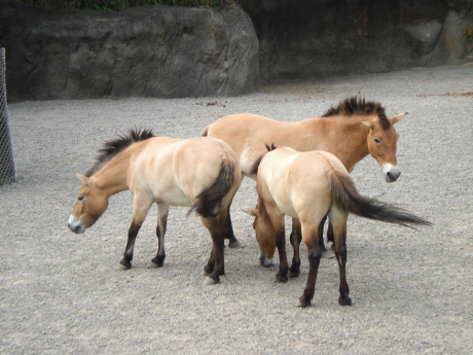 蒙古馬 蒙古馬
