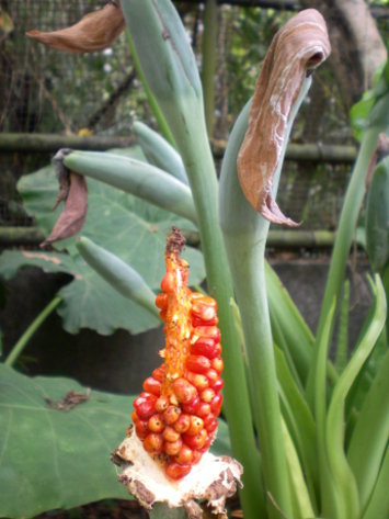 紅果 紅果