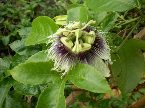 百香果花 百香果花
