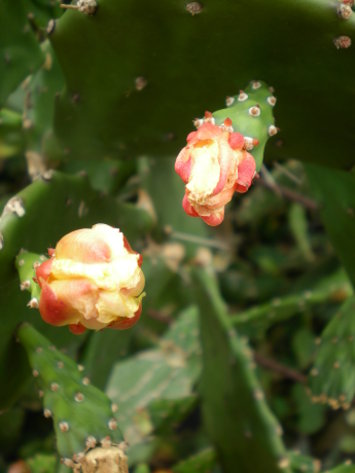 仙人掌花1 仙人掌花1