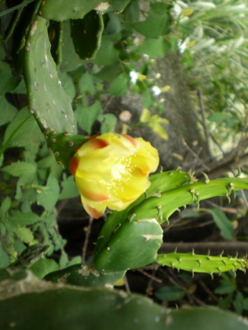 仙人掌花2 仙人掌花2