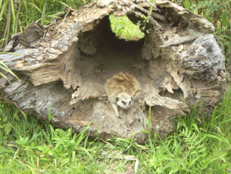 狐獴 狐獴